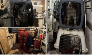 Skala okrucieństwa w pseudohodowli poraziła nawet ratowników! Ocalone psy z „fabryki” pod Skierniewicami szukają domów tymczasowych [Foto]