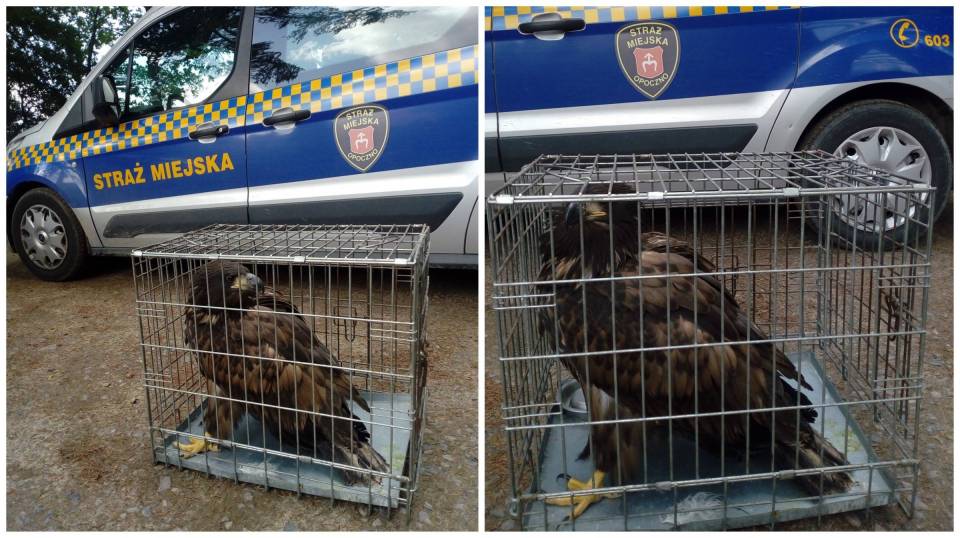 Strażnicy miejscu z Opoczna uratowali orła bielika